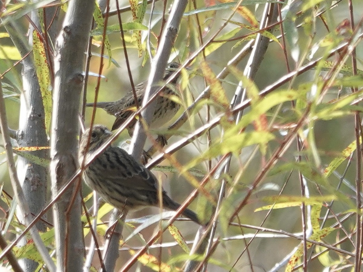 Lincoln's Sparrow - ML643294416