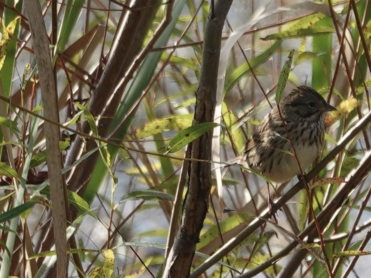 Lincoln's Sparrow - ML643294418