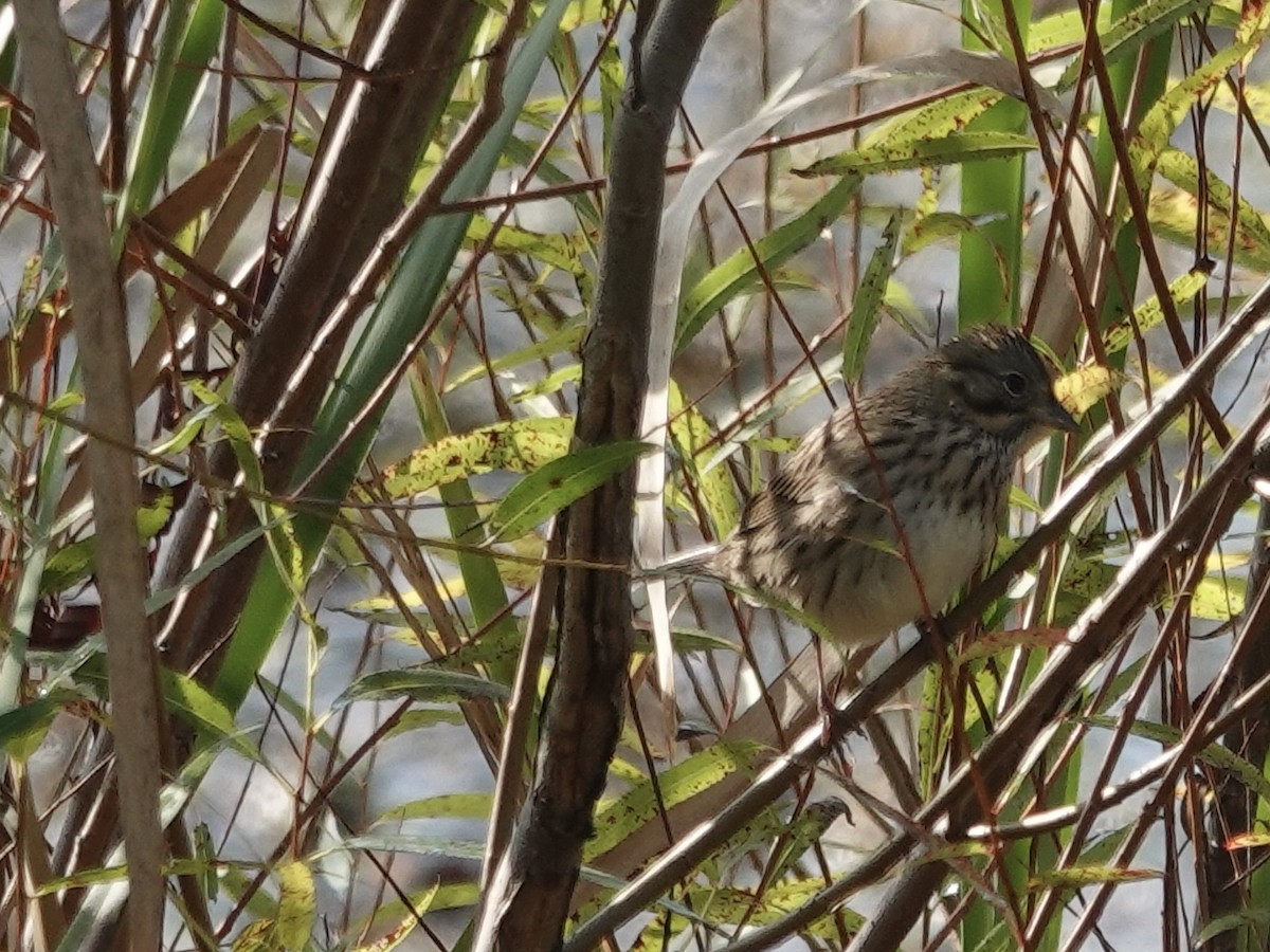 Lincoln's Sparrow - ML643294419