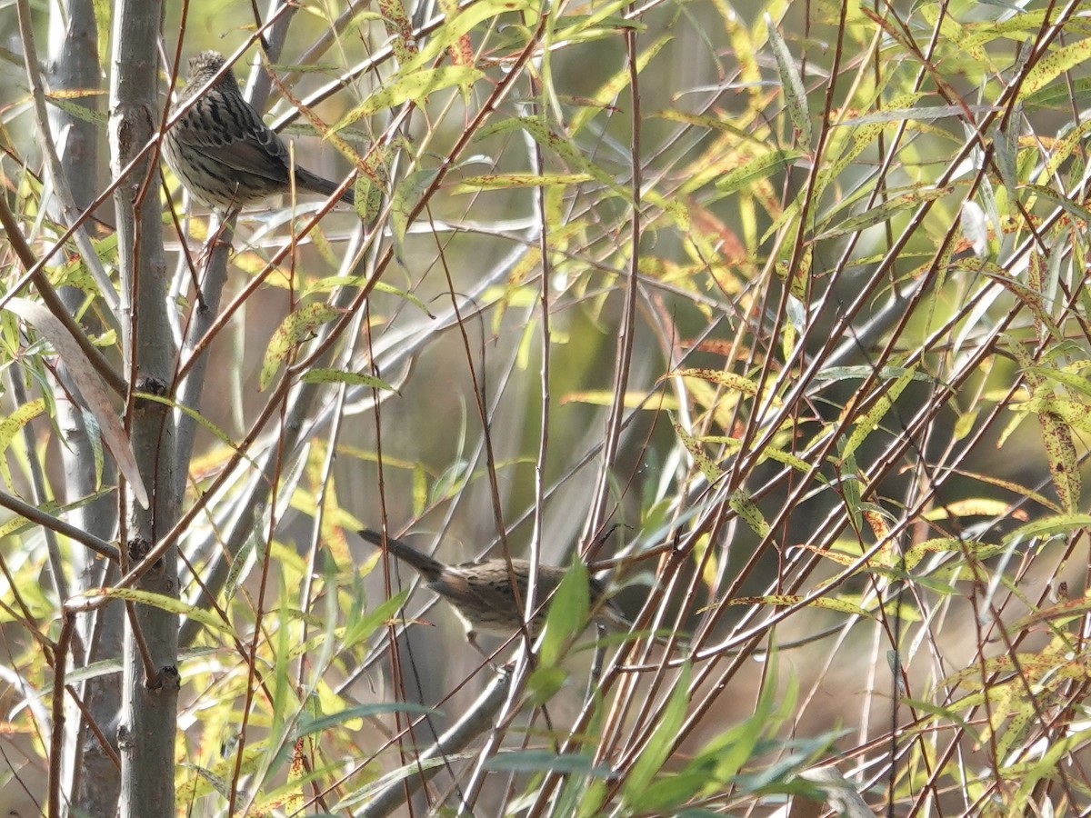Lincoln's Sparrow - ML643294420