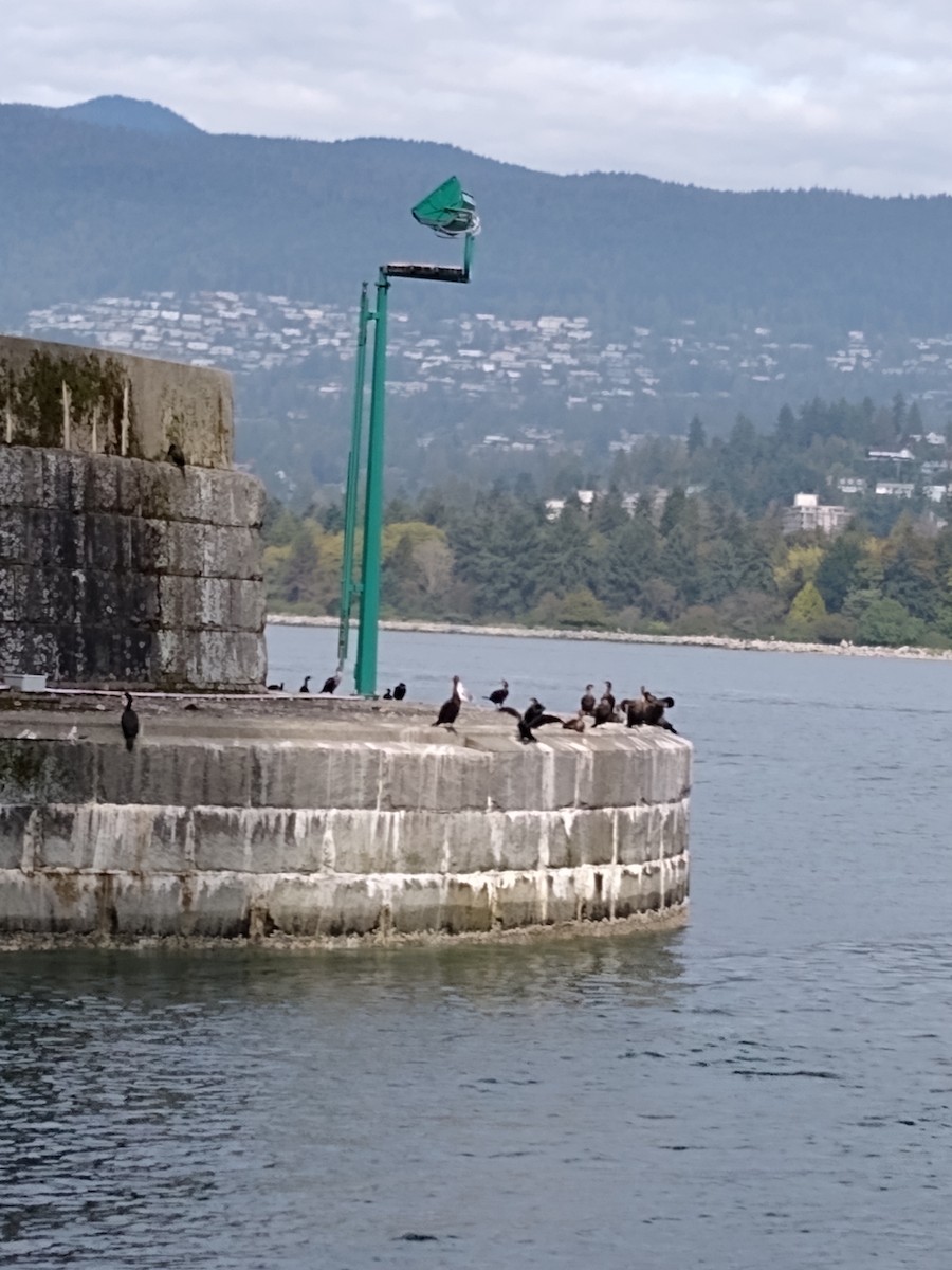 Pelagic Cormorant - ML643294433