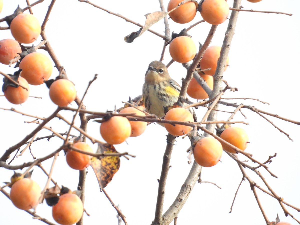Yellow-rumped Warbler - ML643294434