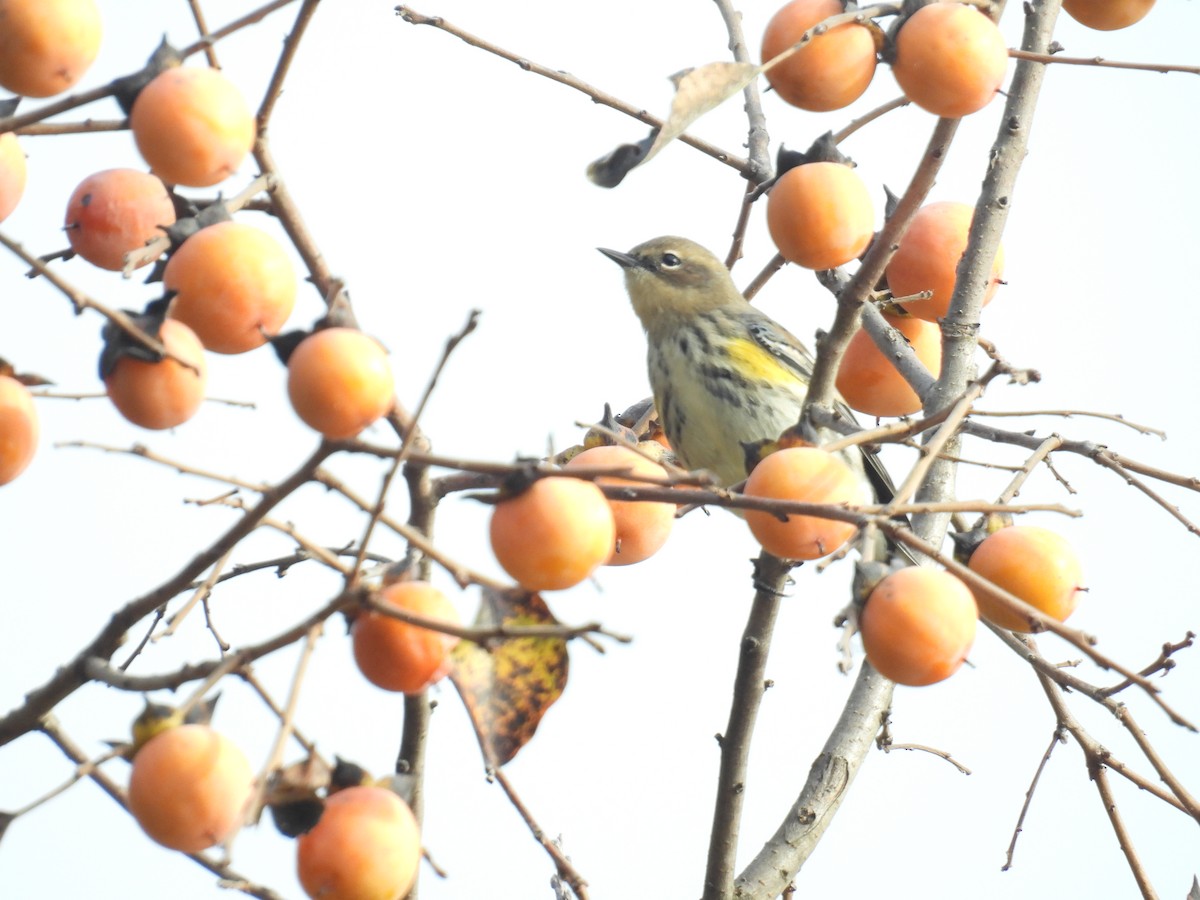 Yellow-rumped Warbler - ML643294435
