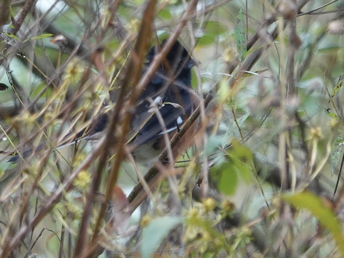 Eastern Towhee - ML643294442