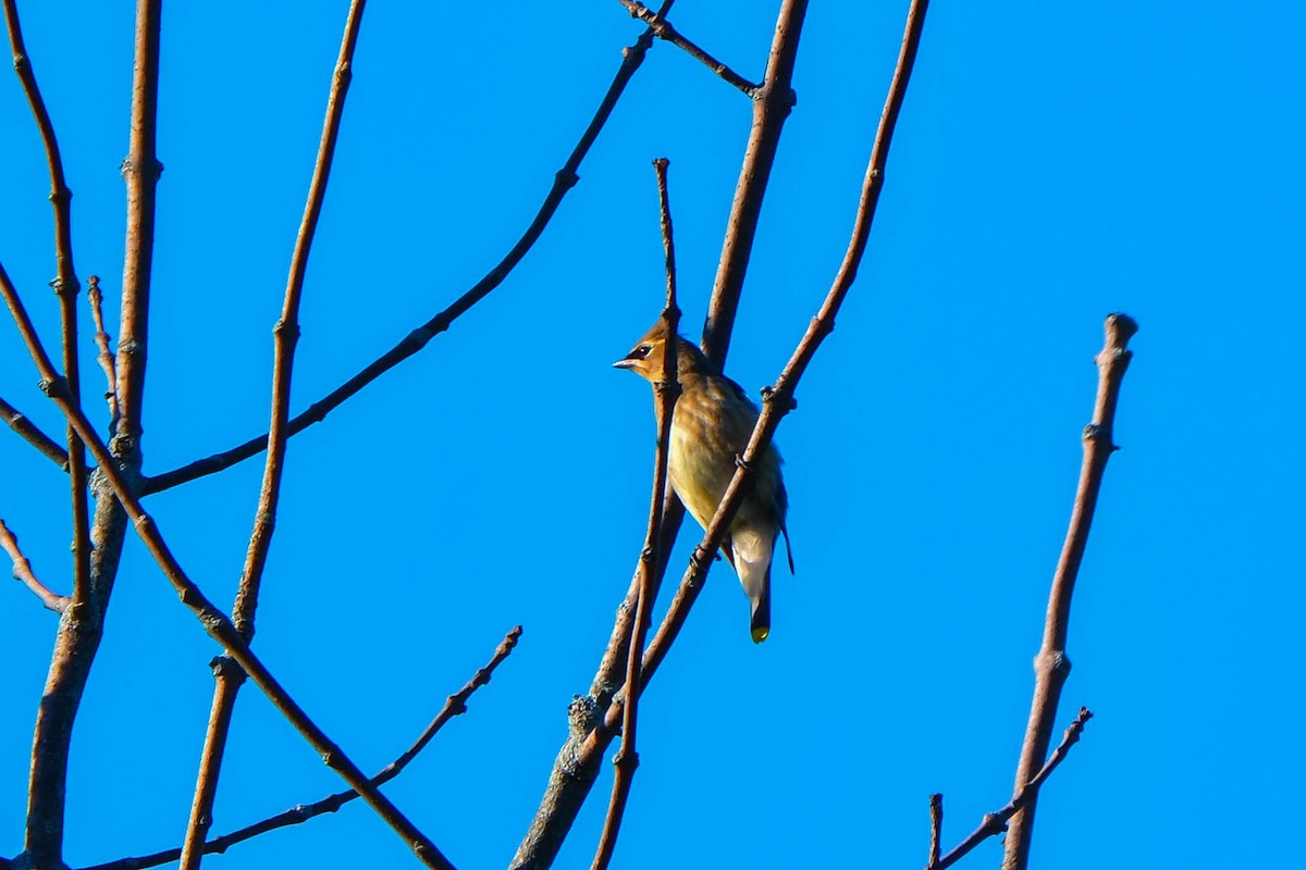 Cedar Waxwing - ML643294443