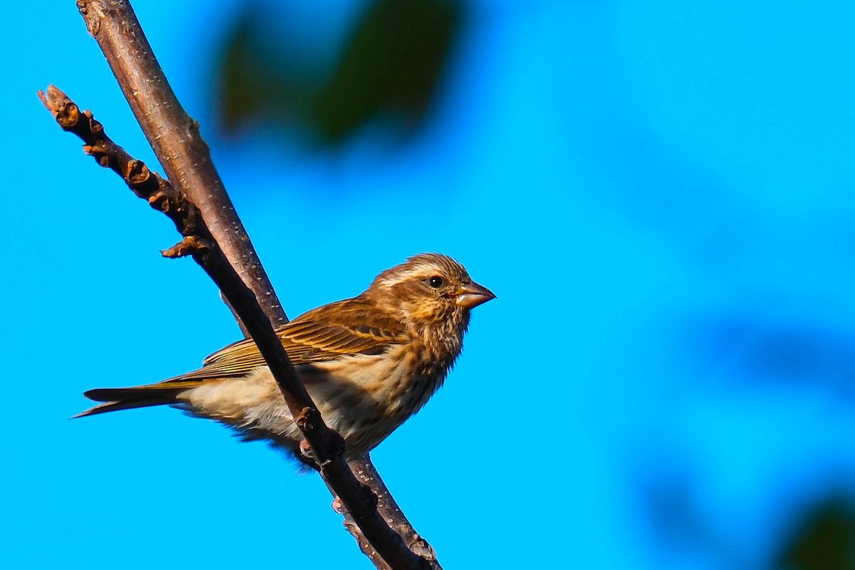 Purple Finch - ML643294446