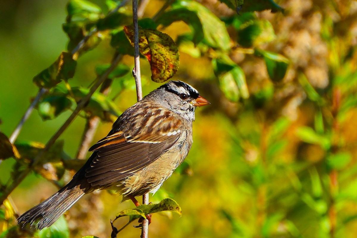 White-crowned Sparrow - ML643294451