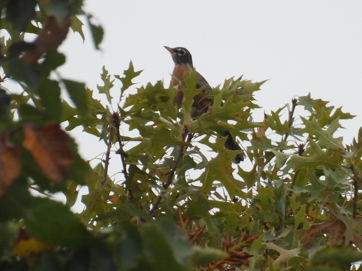 American Robin - ML643294453