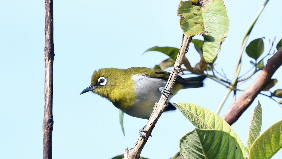 Sri Lanka White-eye - ML643294454