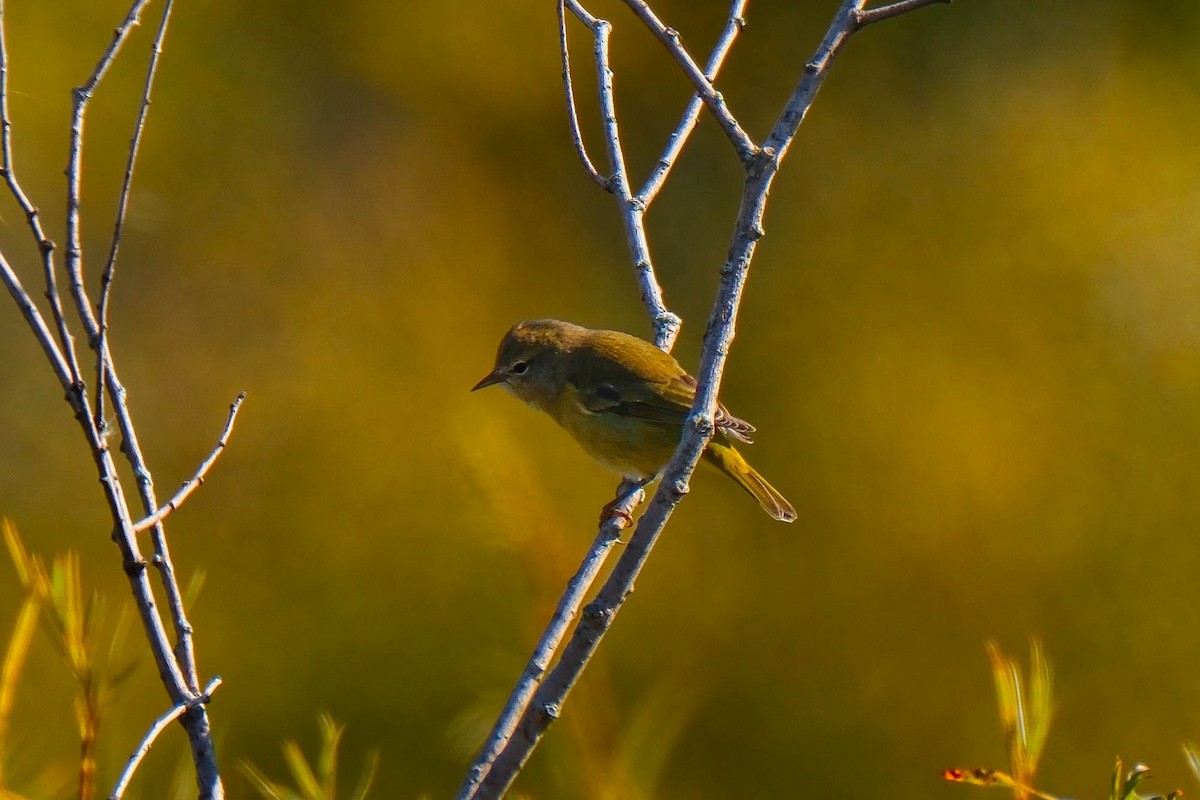 Orange-crowned Warbler - ML643294502