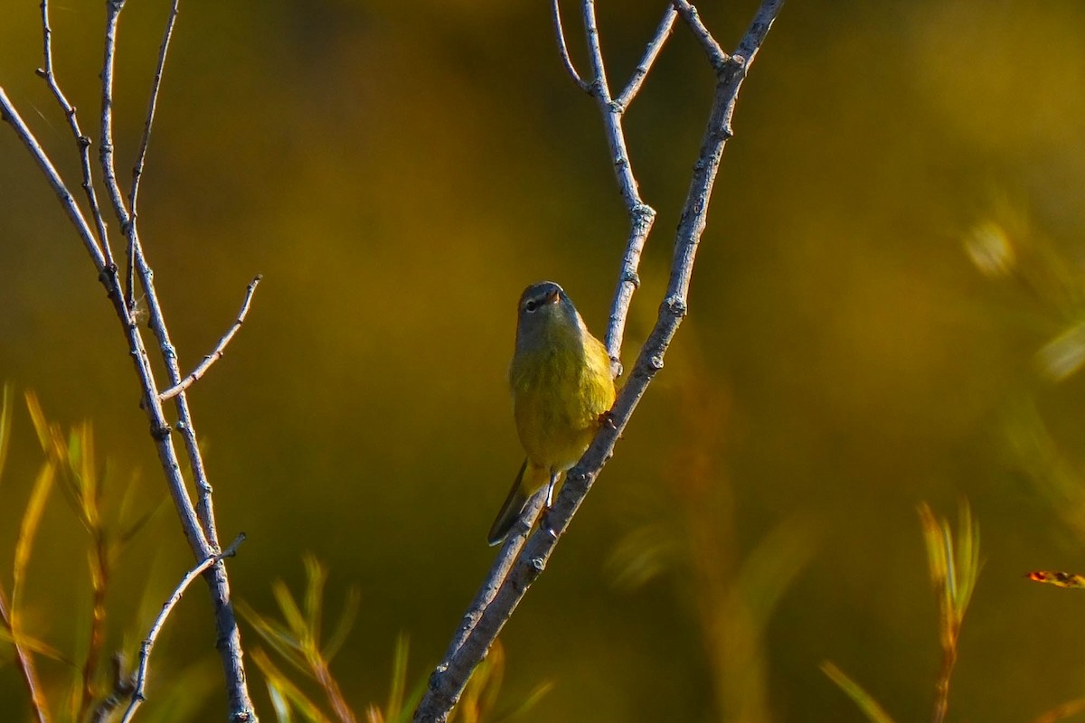 Orange-crowned Warbler - ML643294503