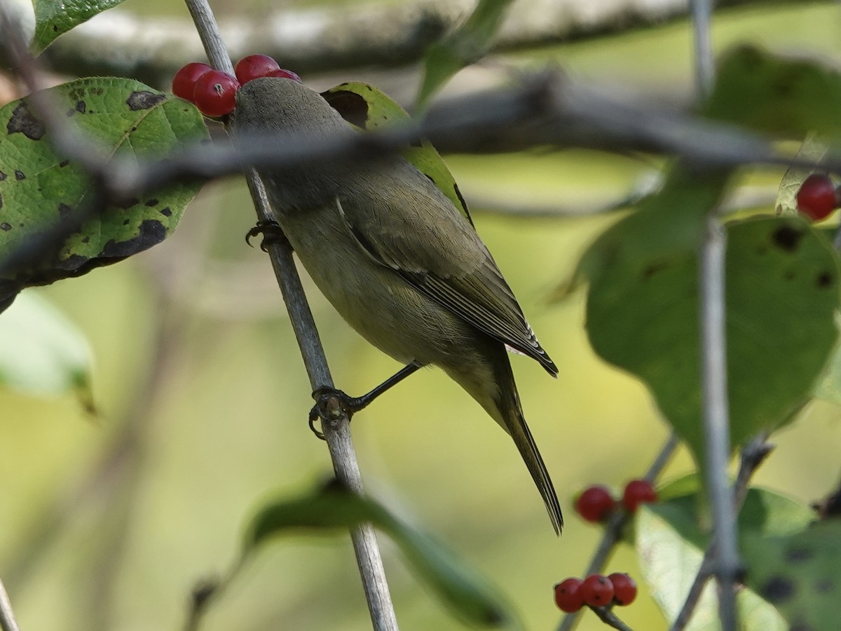Orange-crowned Warbler - ML643294504