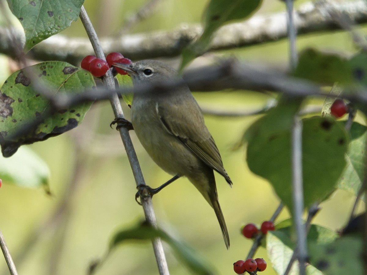 Orange-crowned Warbler - ML643294505