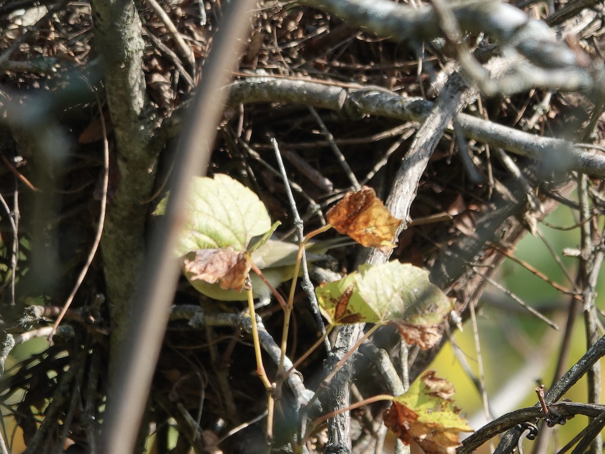 Orange-crowned Warbler - ML643294507