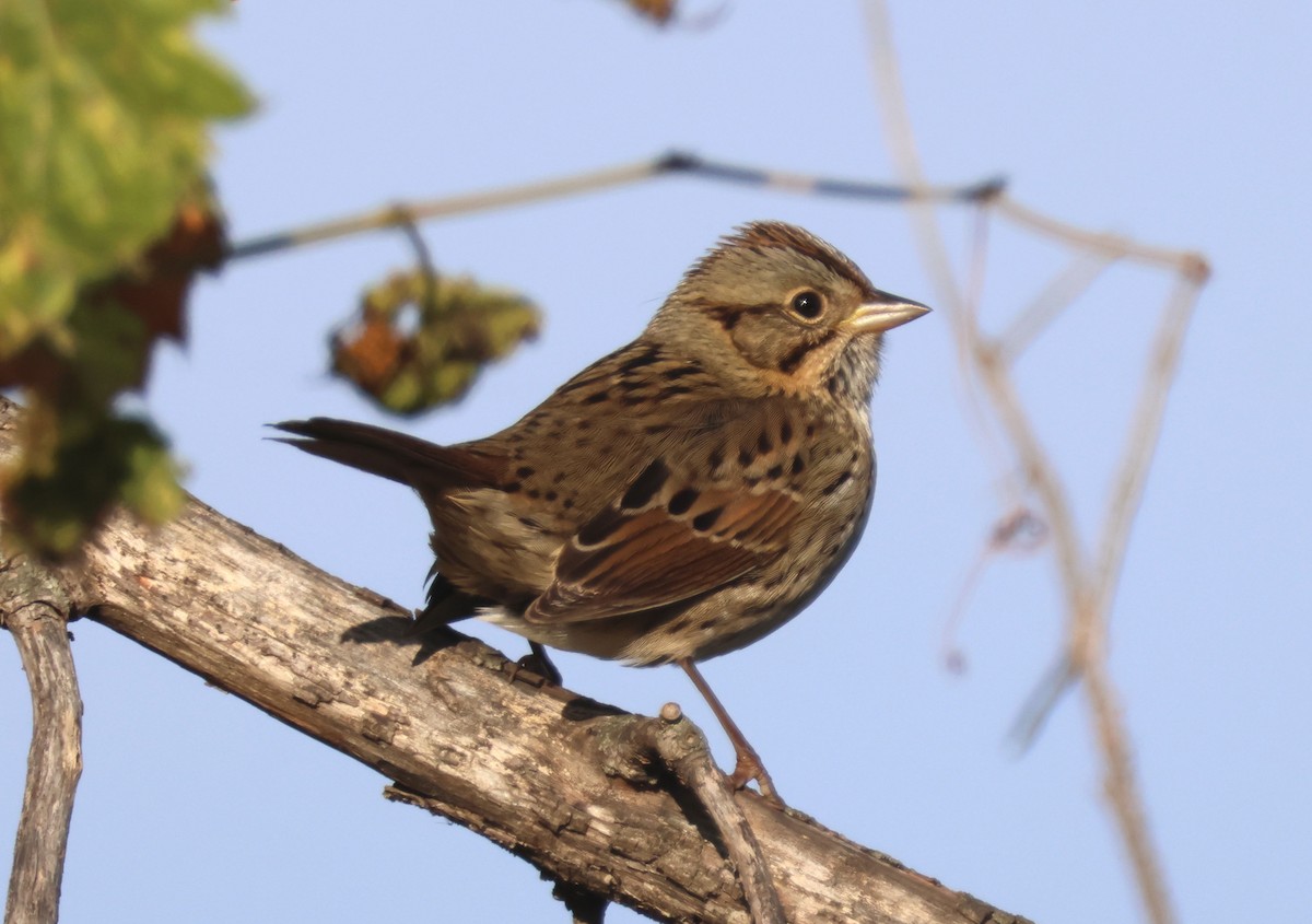 Lincoln's Sparrow - ML643294513