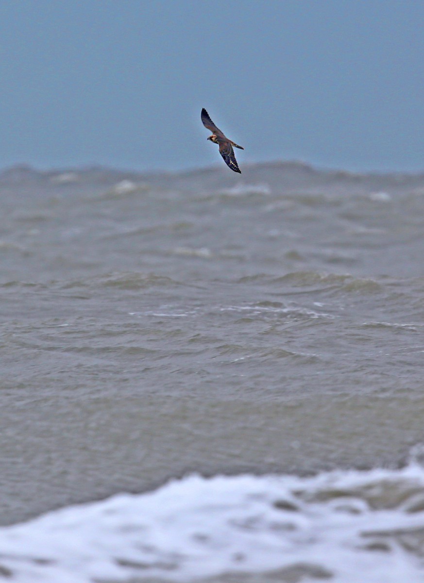 ハヤブサ - ML643294516