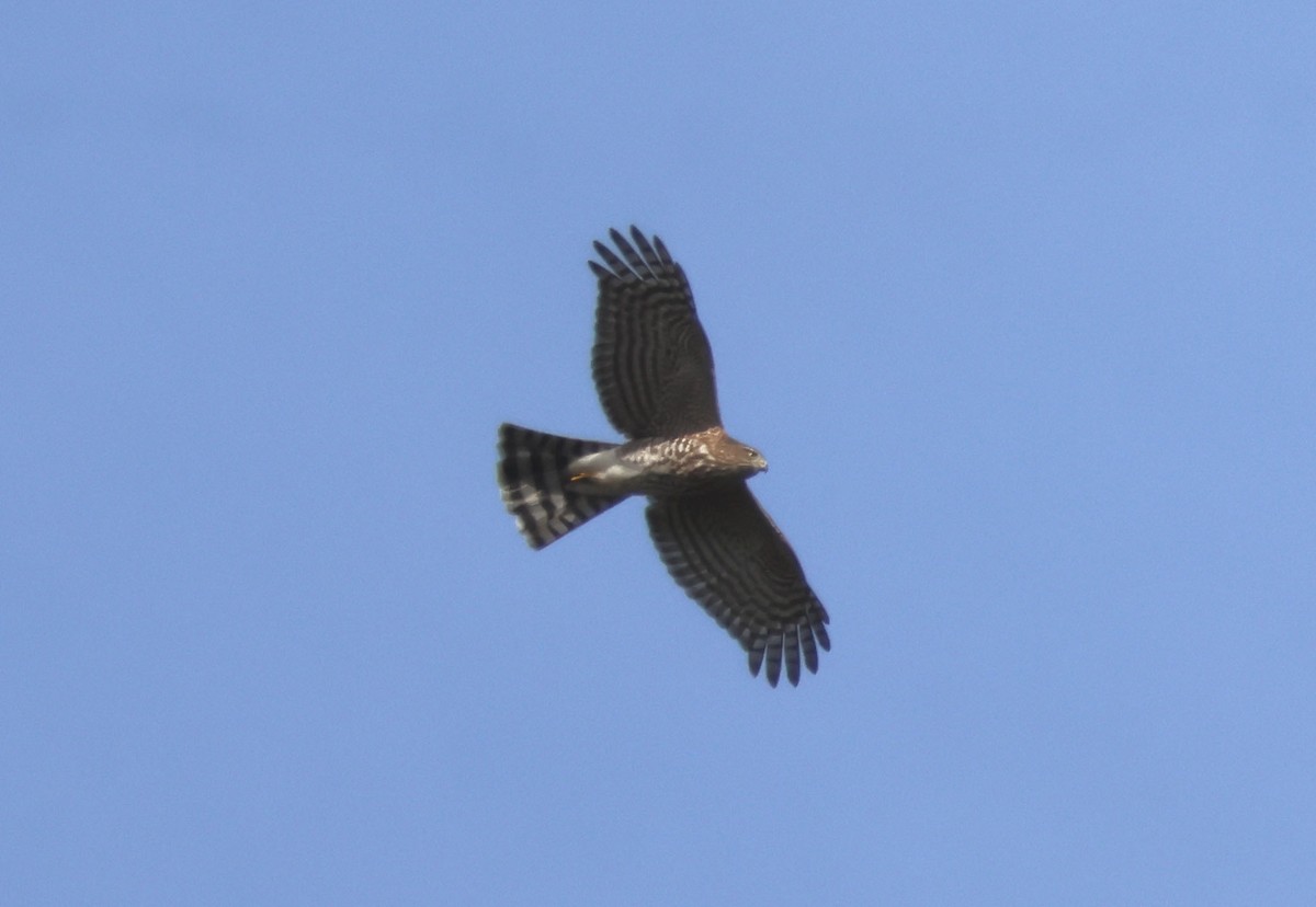 Sharp-shinned Hawk - ML643294525