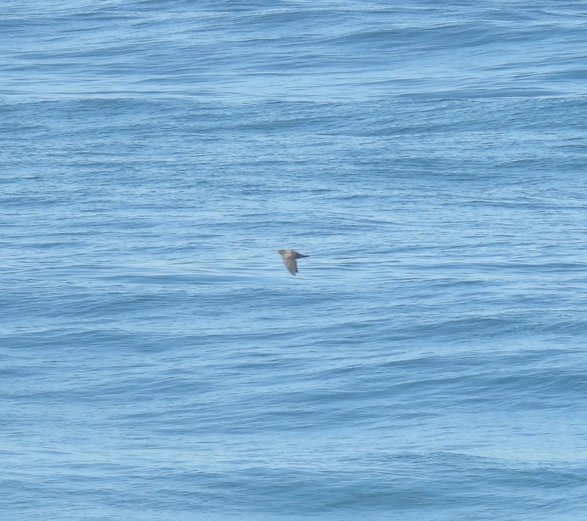 Heermann's Gull - ML643294526