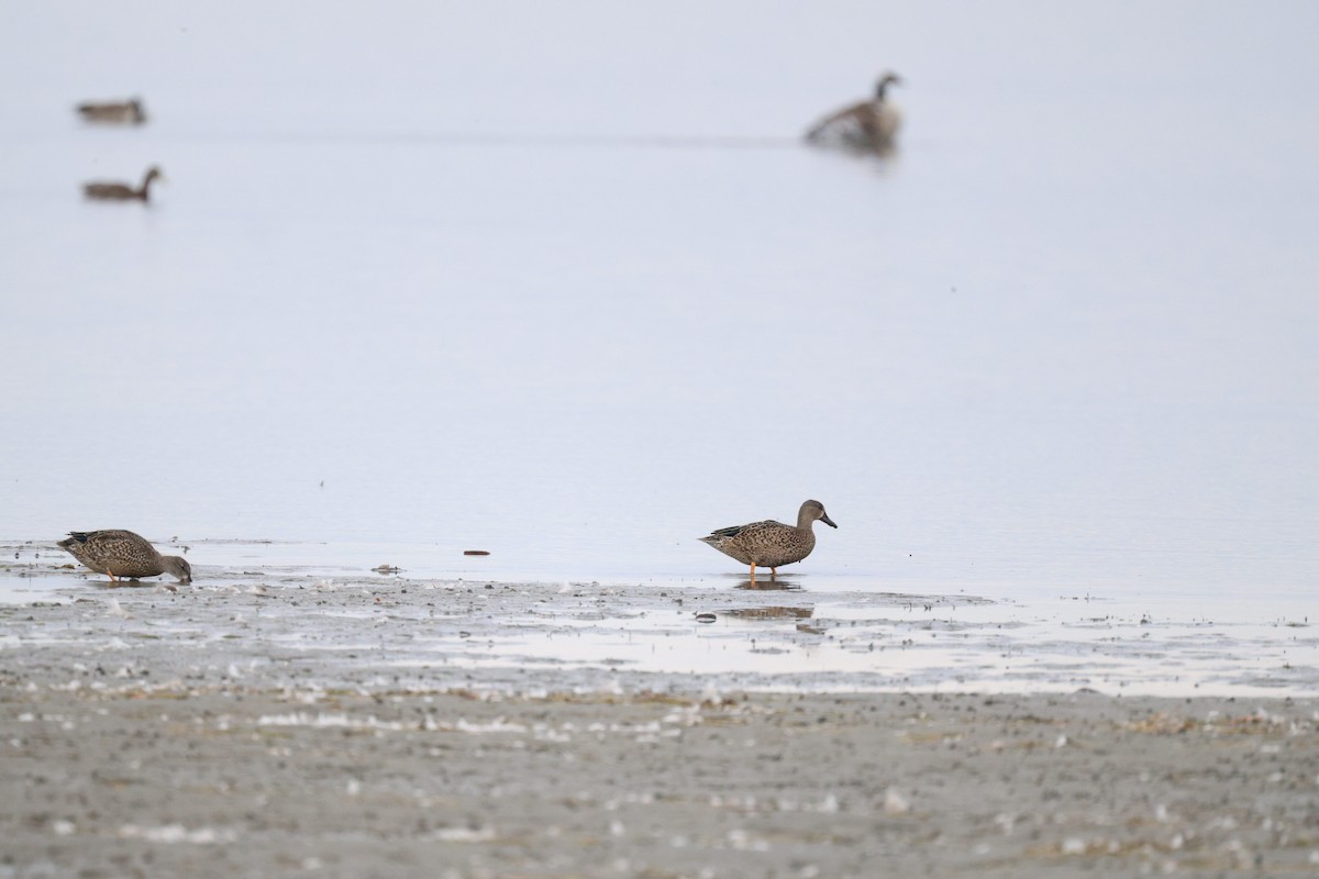 Blue-winged Teal - ML643294528