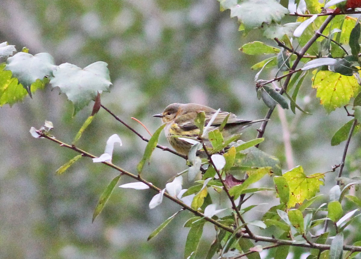 ホオアカアメリカムシクイ - ML643294530