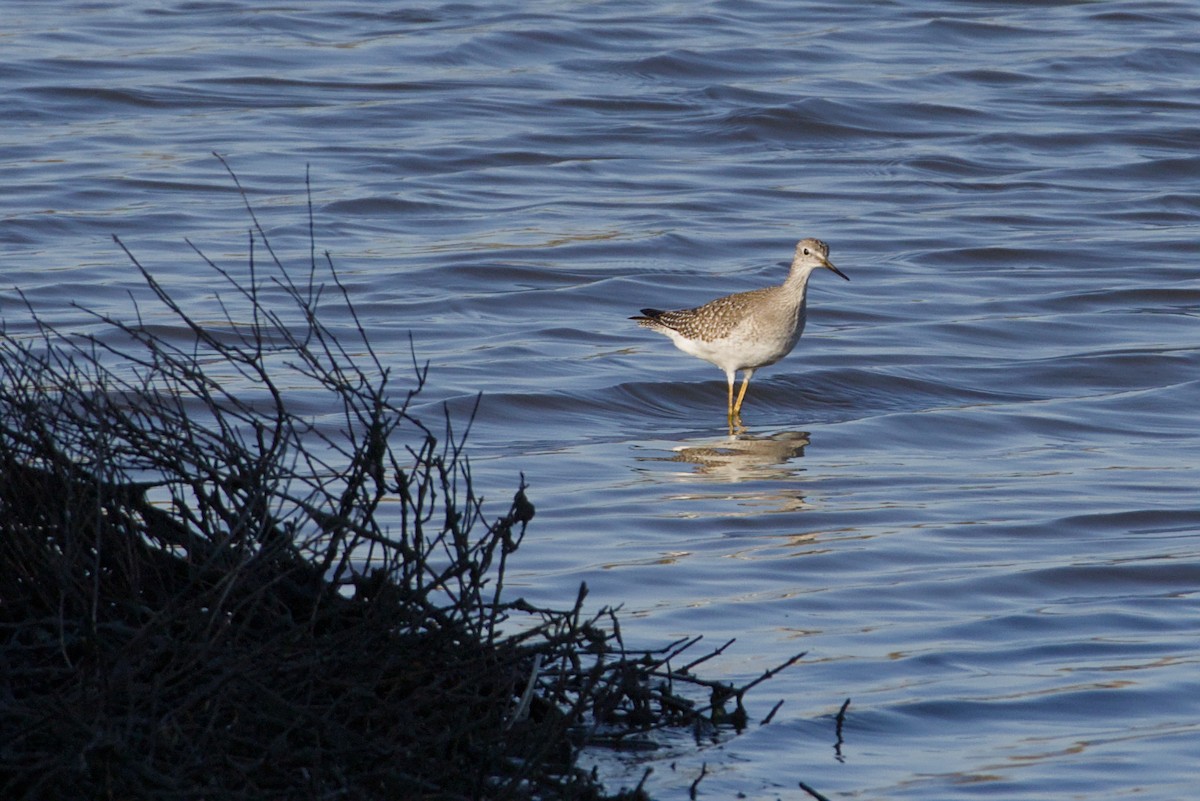 Lesser Yellowlegs - ML643294533