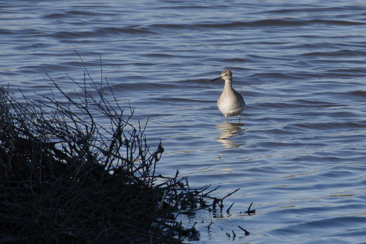 Lesser Yellowlegs - ML643294534