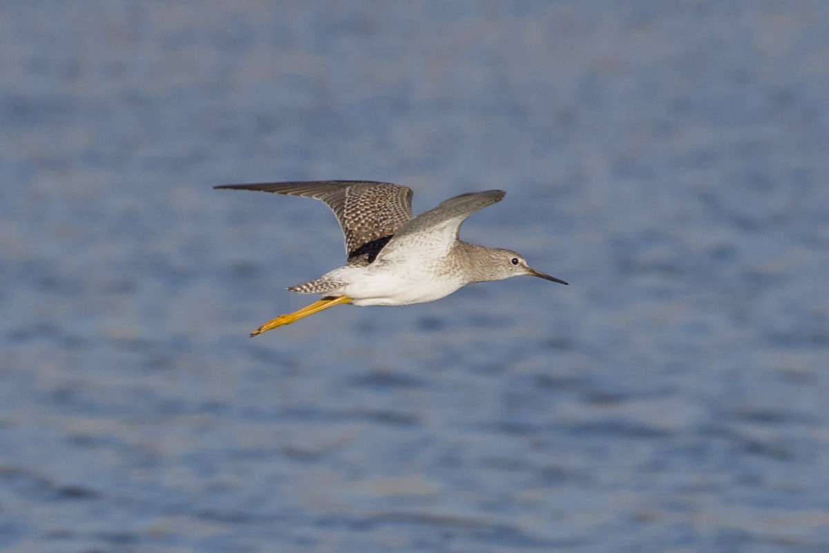 Lesser Yellowlegs - ML643294535