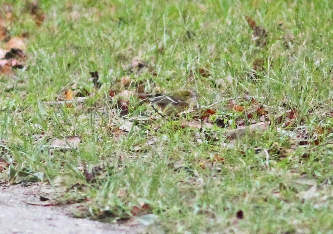 クリイロアメリカムシクイ - ML643294538