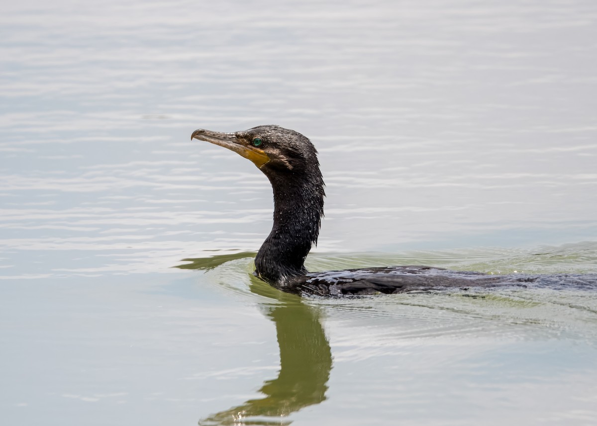 Neotropic Cormorant - ML643294556