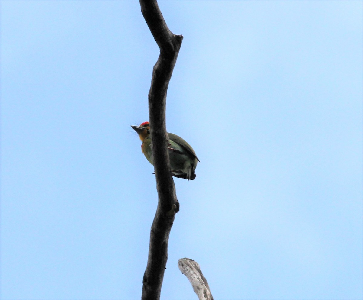 Crimson-fronted Barbet - ML643294557