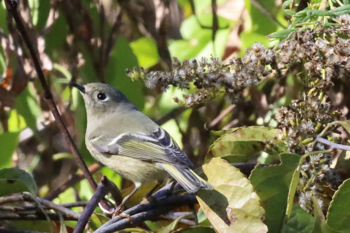 Ruby-crowned Kinglet - ML643294562