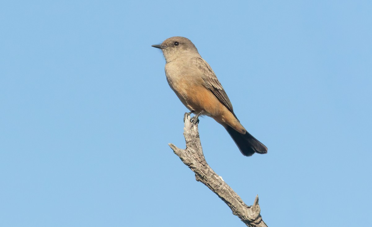 Say's Phoebe - ML643294563