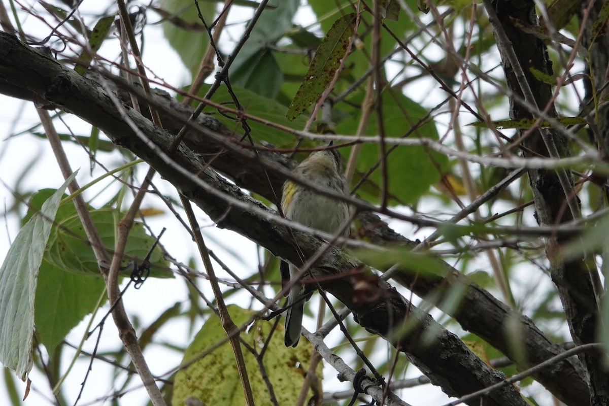 Yellow-rumped Warbler - ML643294576