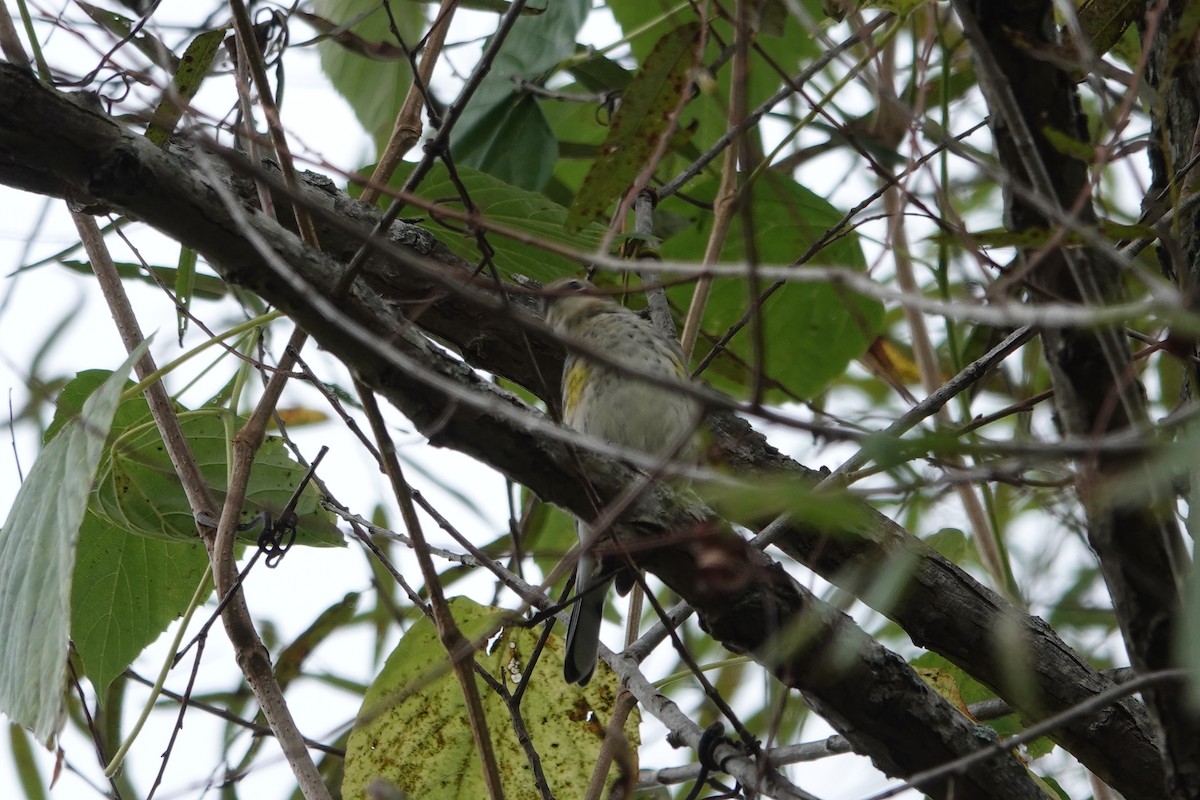 Yellow-rumped Warbler - ML643294577