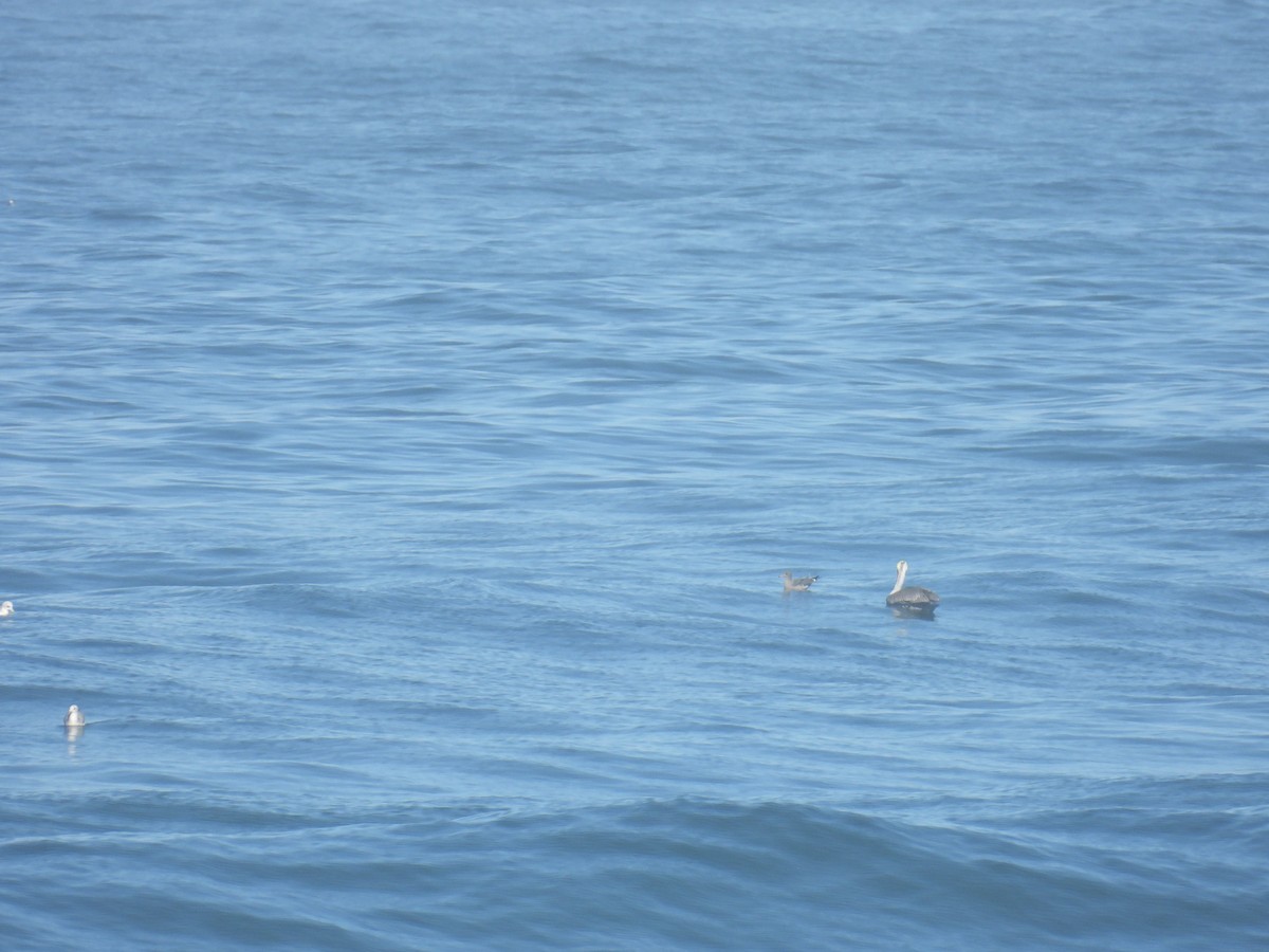 Heermann's Gull - ML643294578