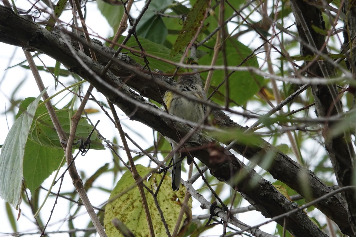 Yellow-rumped Warbler - ML643294579
