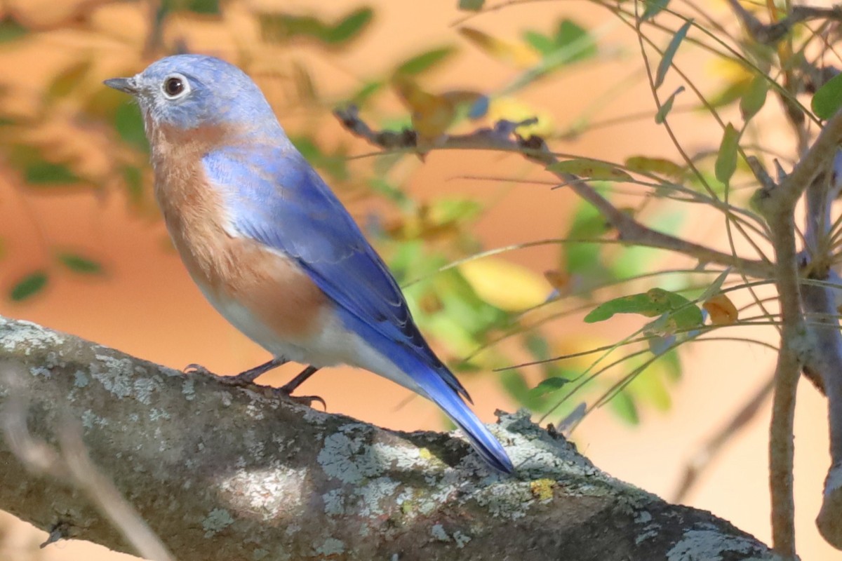 Eastern Bluebird - ML643294593