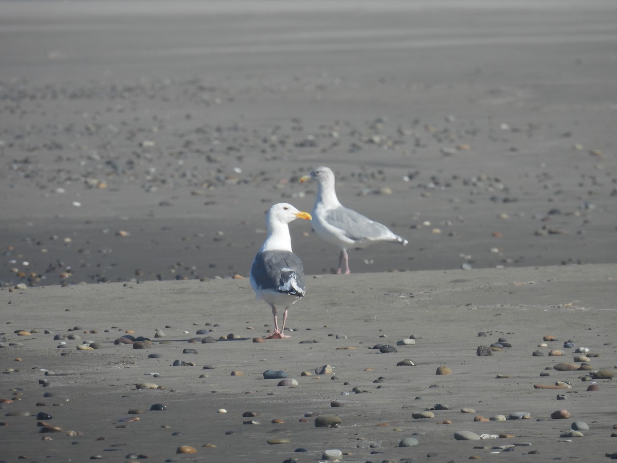 Western Gull - ML643294597