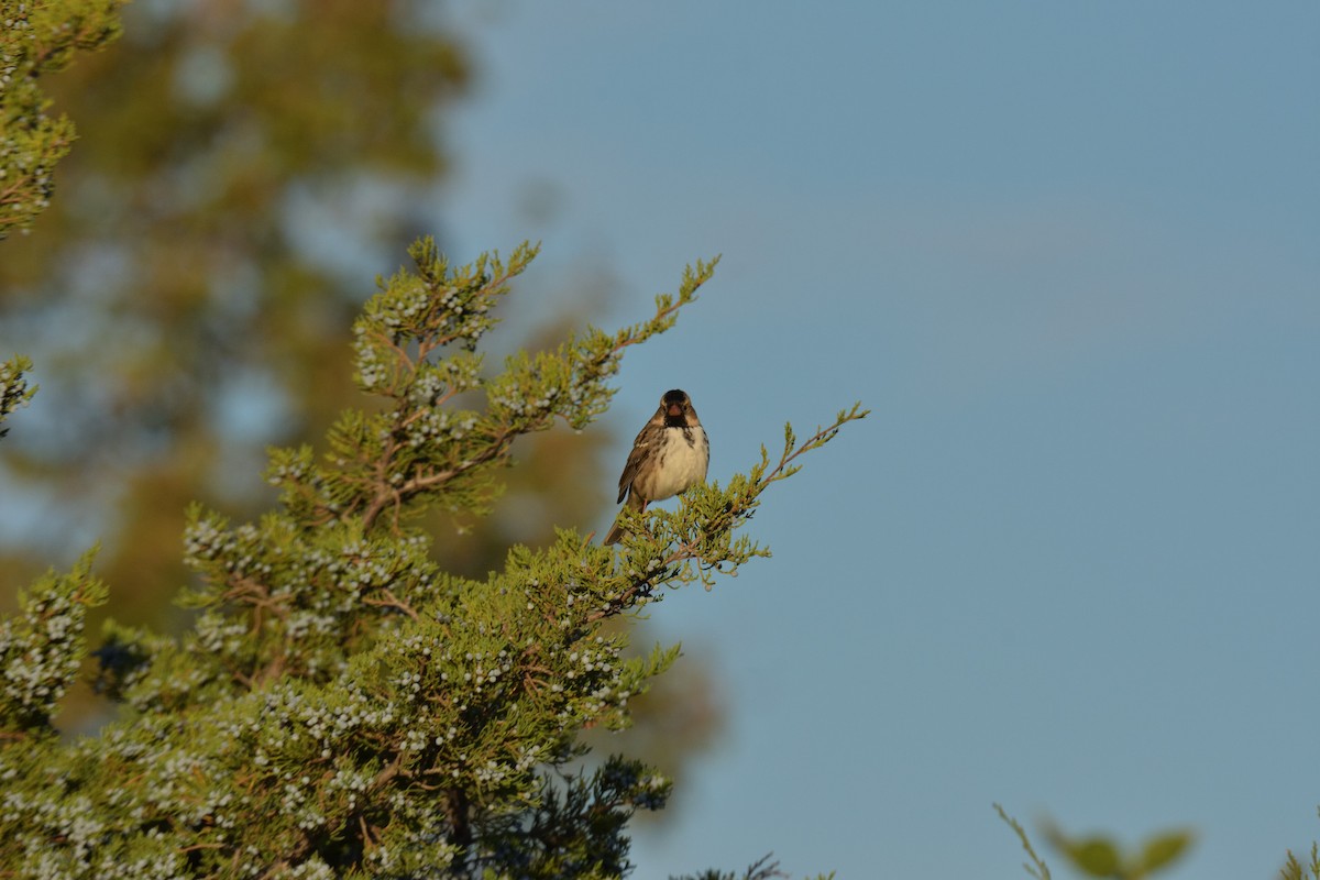 Harris's Sparrow - ML643294601