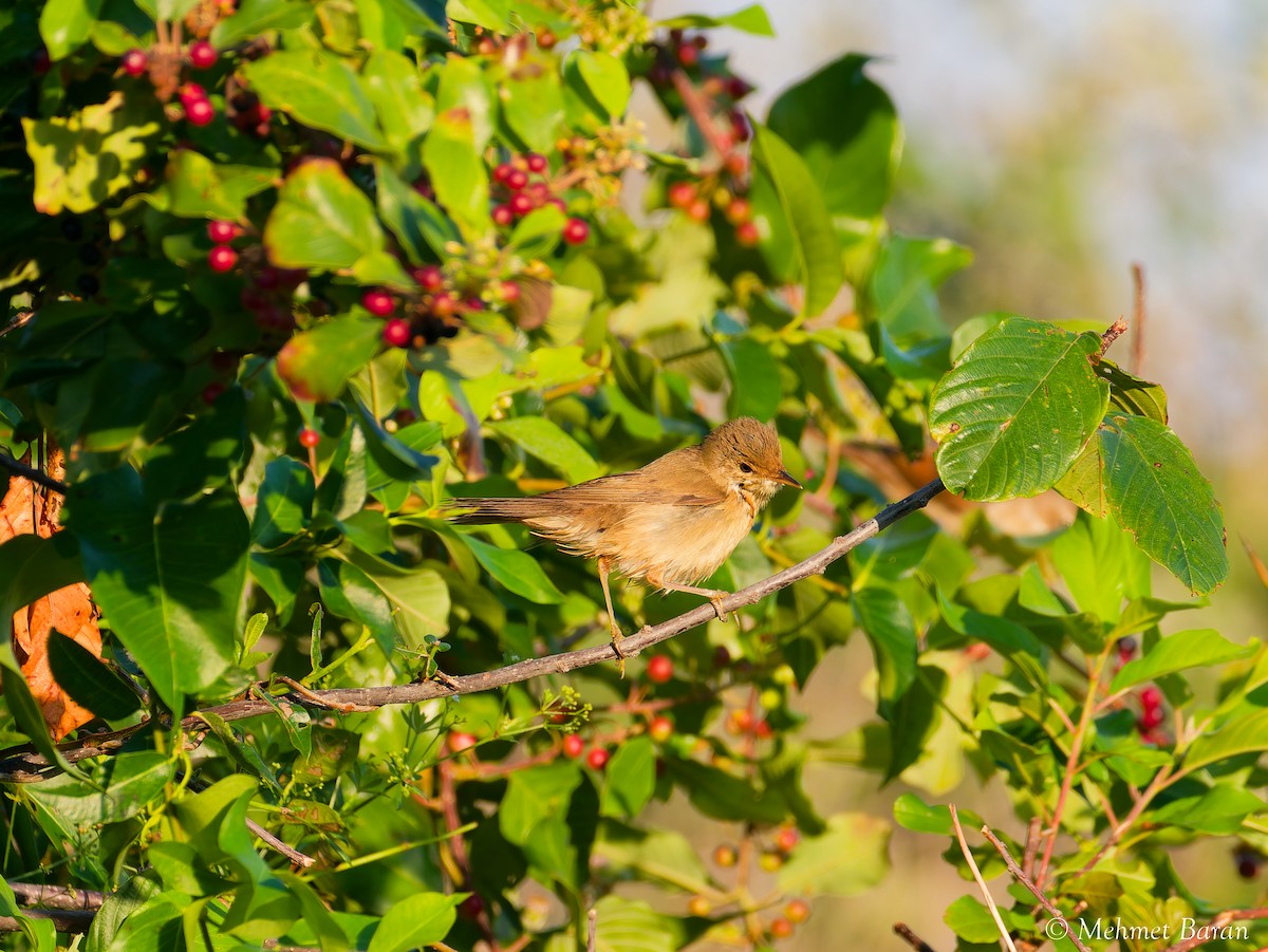 Marsh Warbler - ML643294604