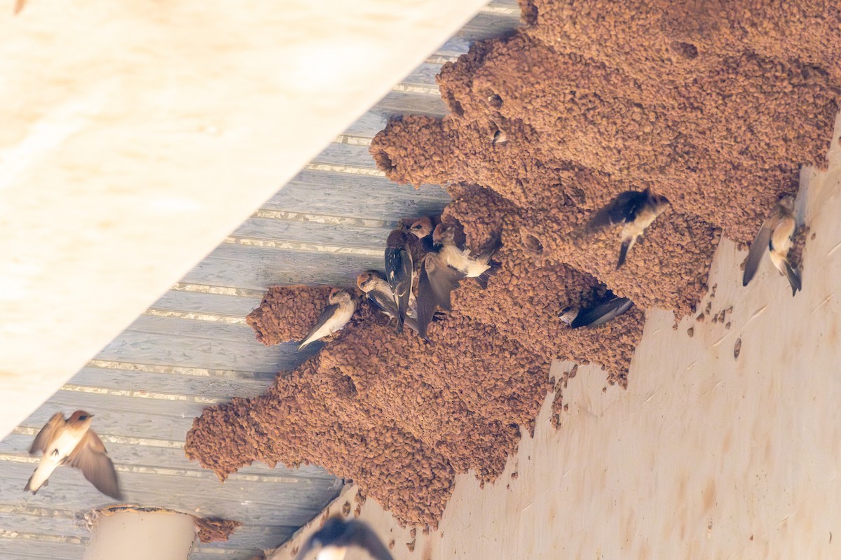 Fairy Martin - ML643294608