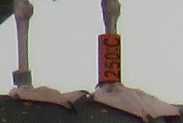 gråmåke - ML643294609