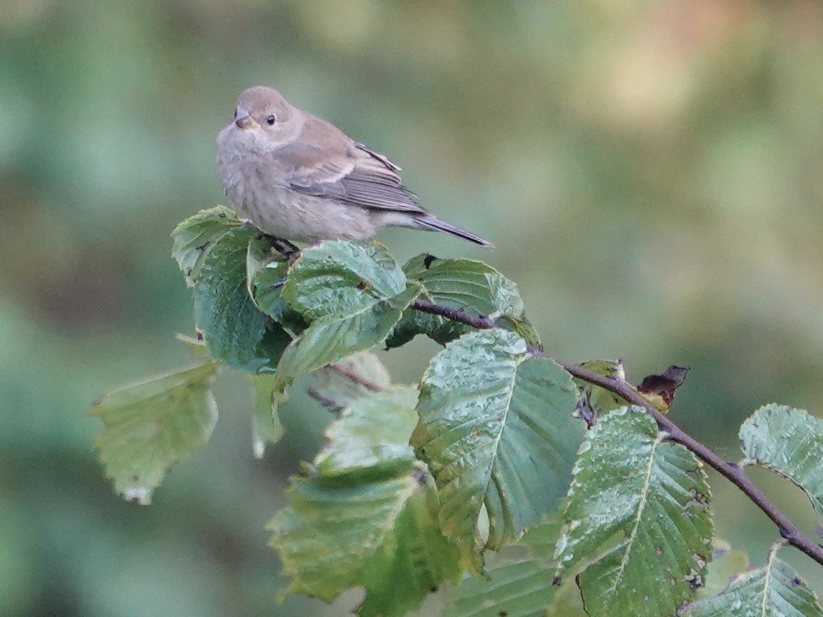 Indigo Bunting - ML643294619