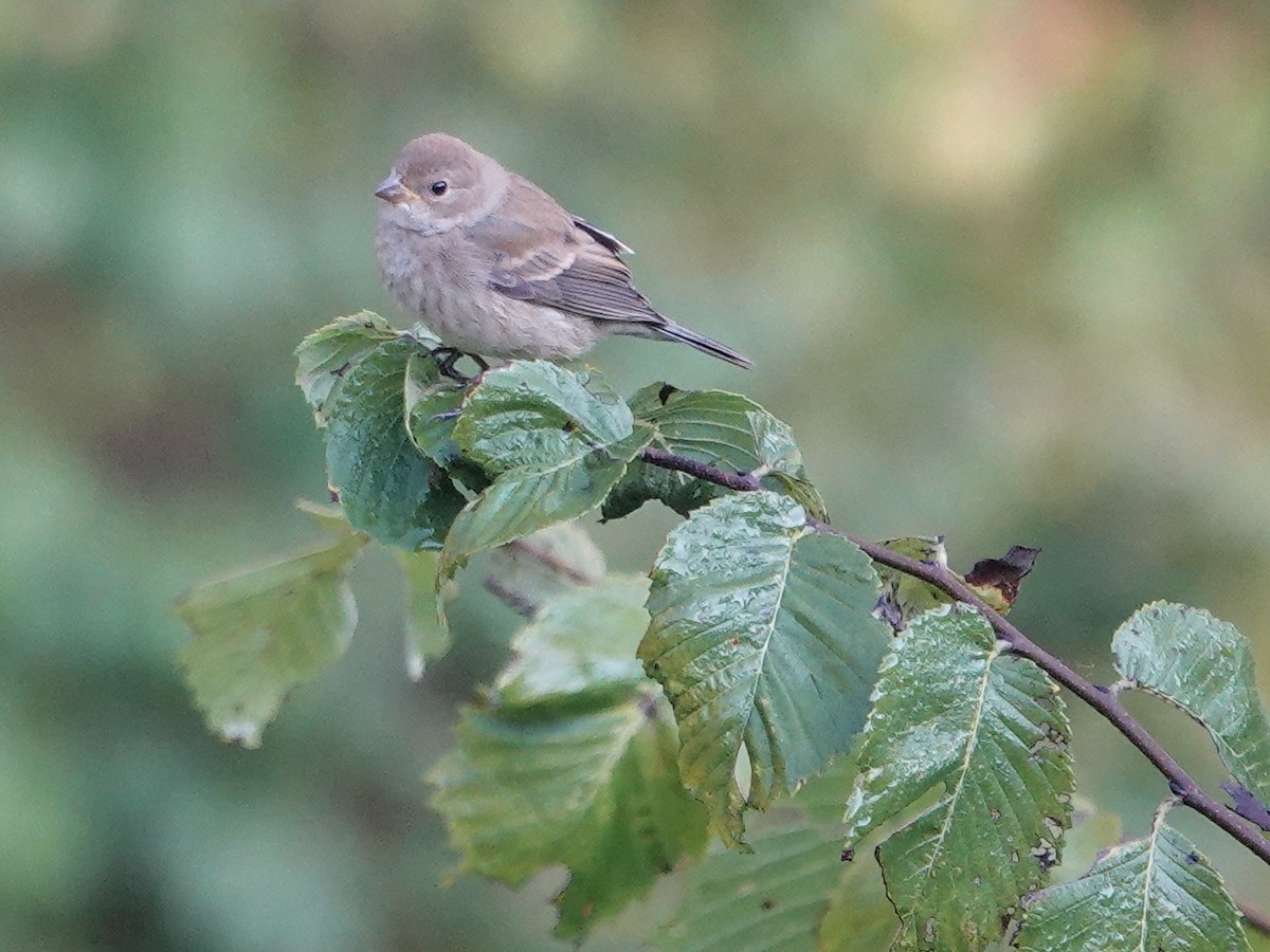Indigo Bunting - ML643294620