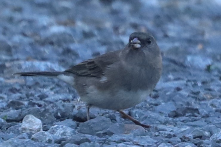 Dark-eyed Junco - ML643294631