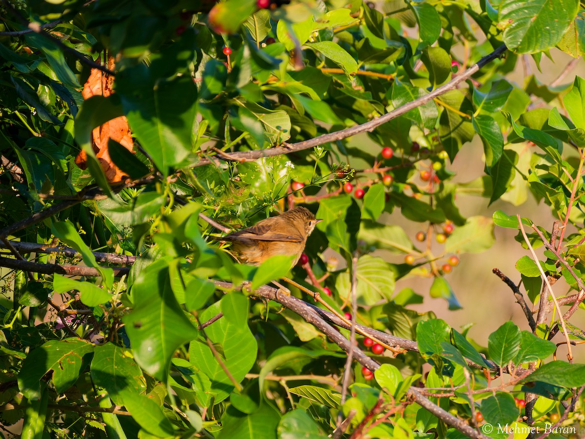 Marsh Warbler - ML643294633