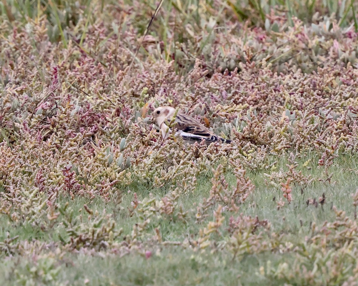 Snow Bunting - ML643294634