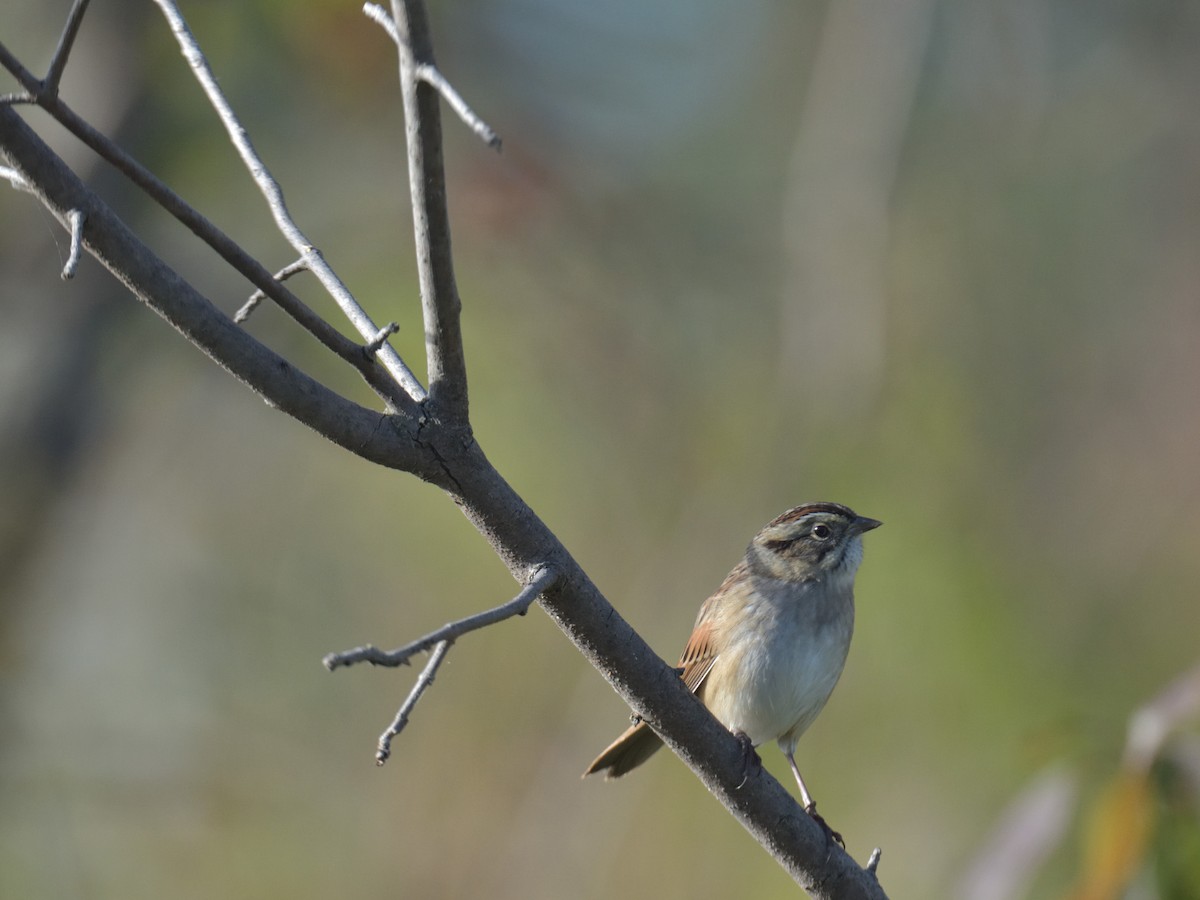 Swamp Sparrow - ML643294649