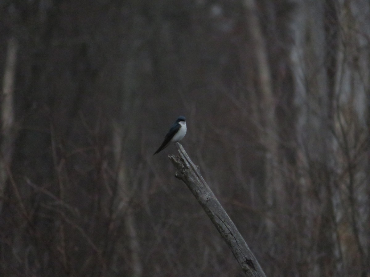 Tree Swallow - ML643294653