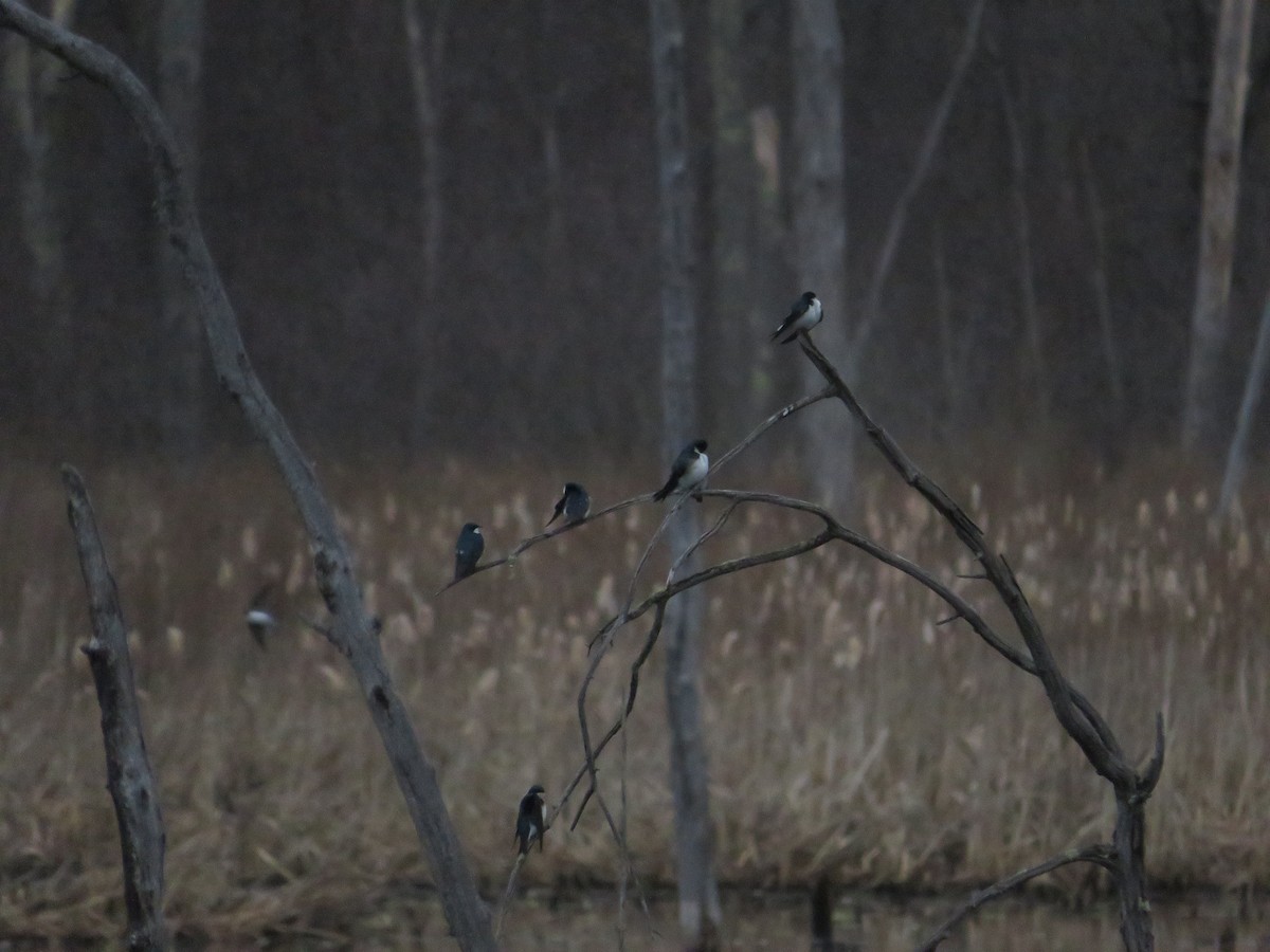 Tree Swallow - ML643294675